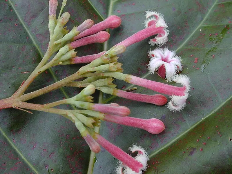 Cinchona introduced to the Nilgiris