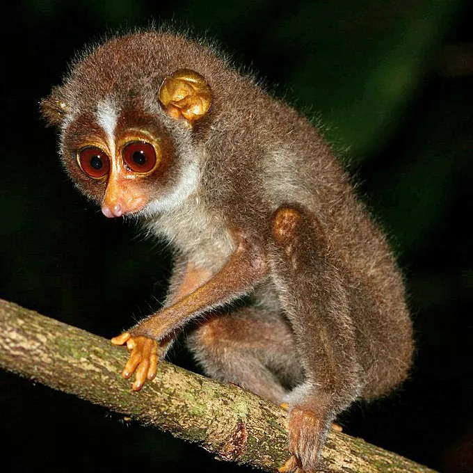 India's first slender loris sanctuary notified at Kadavur