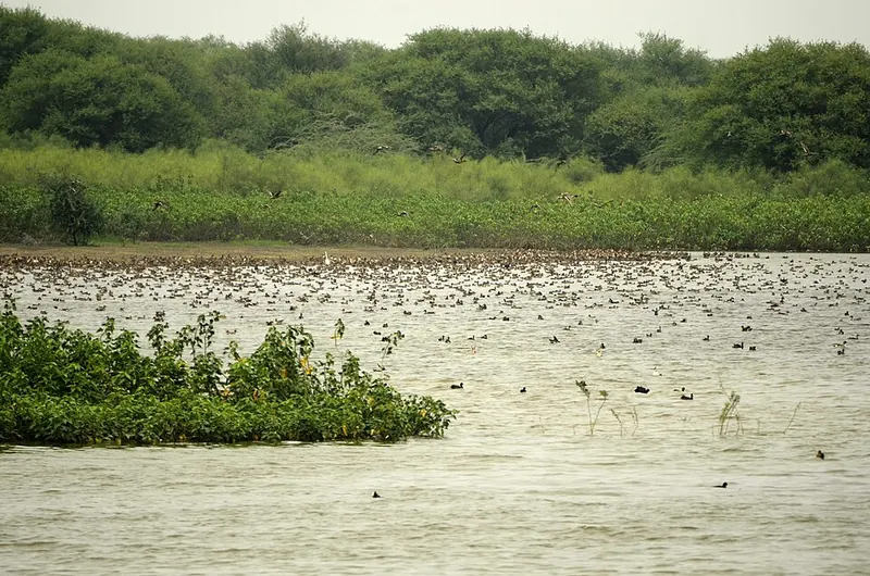 Karaivetti declared a bird sanctuary