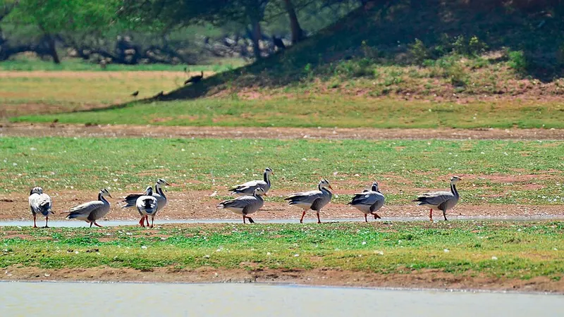 Koonthankulam declared a bird sanctuary