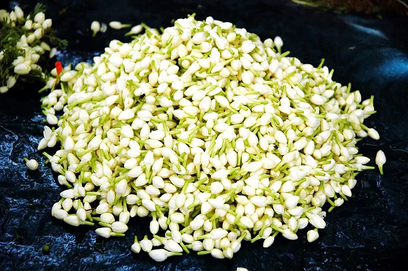 Madurai malli recognised as a geographical indication