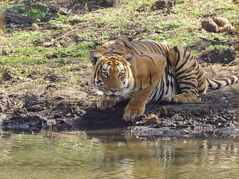 Mudumalai declared a tiger reserve