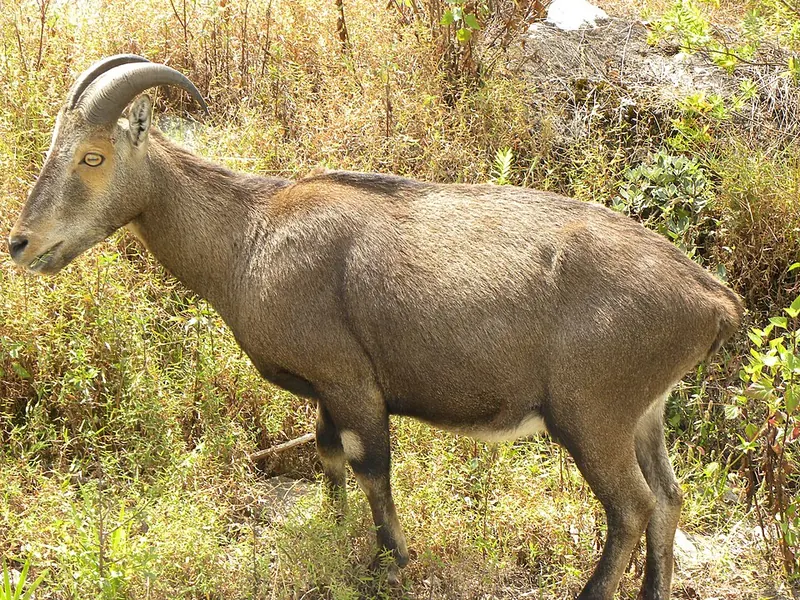 Tamil Nadu launches Project Nilgiri Tahr