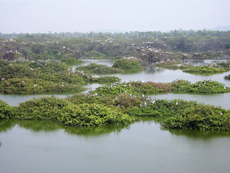 Vedanthangal declared a bird sanctuary